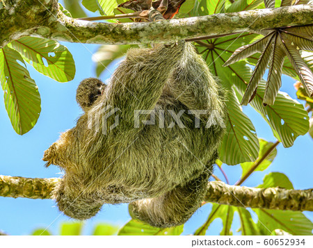 A brown throated 3 toed sloth hanging i a tree with a Baby in Costa Rice Rainforest national park A brown throated 3 toed sloth hanging i a tree with a Baby in Costa Rice Rainforest national park 60652934