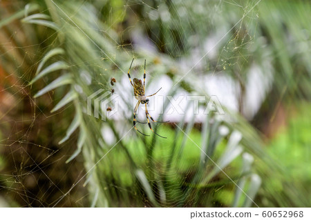 Golden Orb Spider in its web in famous Tortuguero national park Costa Rica Golden Orb Spider in its web in famous Tortuguero national park Costa Rica 60652968