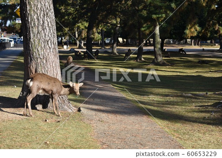 奈良公園的鹿 奈良公園的鹿 60653229