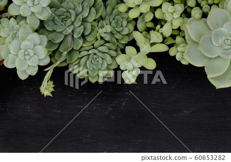 Mix of Green Echeveria Succulent Plant Top Border Frame Black Board Background 60653282