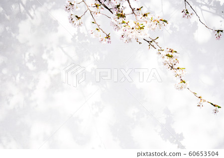 Biological photo Plant photo White background Hana Sakura Beautiful cherry photo Biological photo Plant photo White background Hana Sakura Beautiful cherry photo 60653504