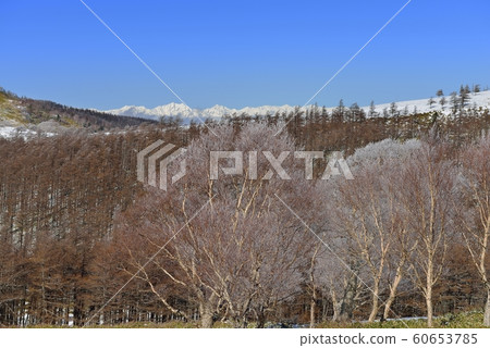 Dake birch and northern Alps with hoarfrost Dake birch and northern Alps with hoarfrost 60653785