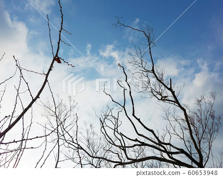 冬天圖像（死樹） 60653948