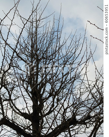 Winter image (dead tree) Winter image (dead tree) 60653951