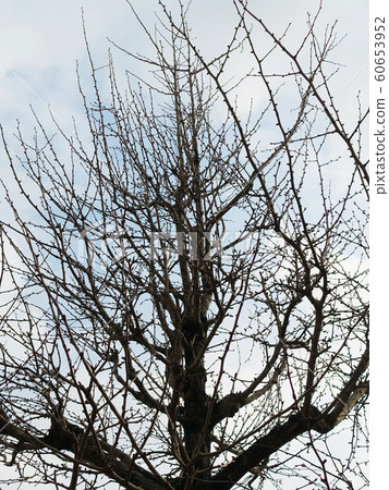 冬天圖像（死樹） 60653952