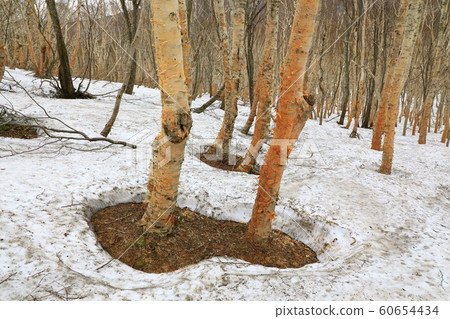 Hakkoda Hakkoda 60654434