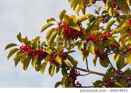 Kuroganemochi (for lucky charm and autumn image) Kuroganemochi (for lucky charm and autumn image) 60654641
