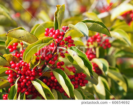 Kuroganemochi（用於幸運符和秋季圖片） 60654692