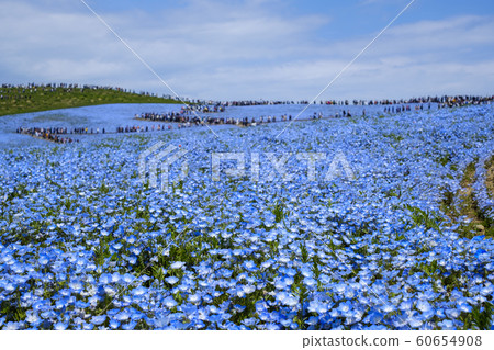Nemophila of Hitachi Seaside Park 60654908