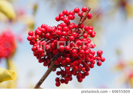 Kuroganemochi (for lucky charm and autumn image) Kuroganemochi (for lucky charm and autumn image) 60655809