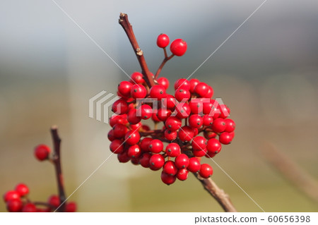 Kuroganemochi (for lucky charm and autumn image) Kuroganemochi (for lucky charm and autumn image) 60656398