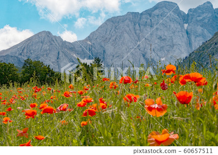 Field of poppies, the mountain in the background Field of poppies, the mountain in the background 60657511