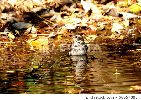Thrush Thrush 60657883