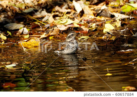 鵝口瘡 鵝口瘡 60657884