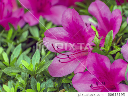 Pink azalea Pink azalea 60658195