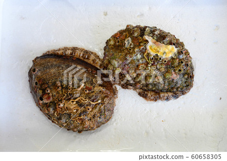 Natural, fresh, freshly harvested, abalone 60658305