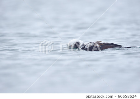 The moment when males of Koorigamo dive (Hokkaido) 60658624