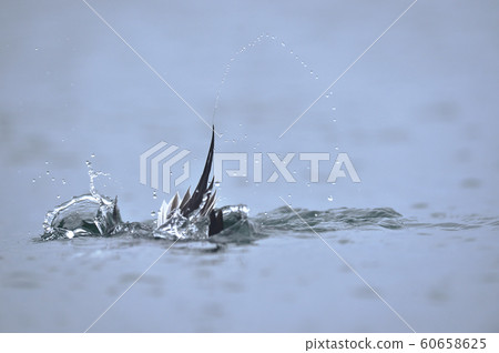 The moment when males of Koorigamo dive (Hokkaido) 60658625