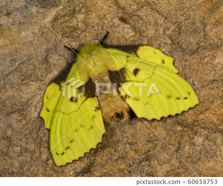 Lappet Moth, Family Lasiocampidae, Meghalaya, India 60658753