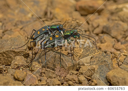 Tiger Beetle, Thane, Maharashtra, India 60658763