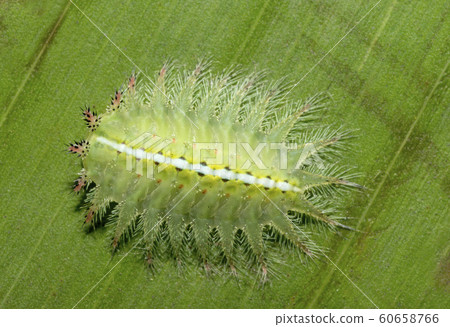 Limacodid moth caterpillar, Mumbai, Maharashtra, India 60658766