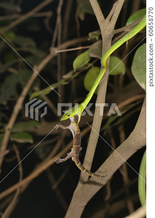 Vine Snake killing Gecko, Ahaetulla nasuta, Matheran, Maharashtra, India Vine Snake killing Gecko, Ahaetulla nasuta, Matheran, Maharashtra, India 60658770