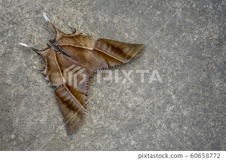 Tropical swallow tail moth, Lyssa zampa, Kohima, Nagaland, India Tropical swallow tail moth, Lyssa zampa, Kohima, Nagaland, India 60658772