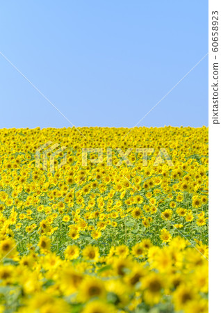 一朵向日葵田和藍藍的天空 60658923