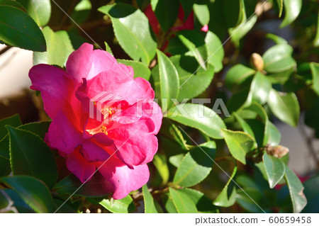 Tree: Sasanuka Tsubaki 60659458