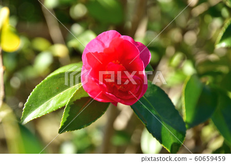 Tree: Sasanuka Tsubaki 60659459