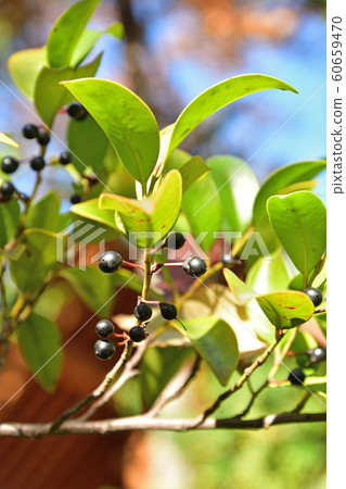 樹：Sakaki Camellia 60659470