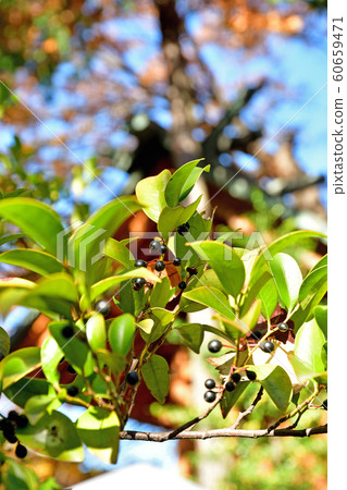 樹：Sakaki Camellia 60659471