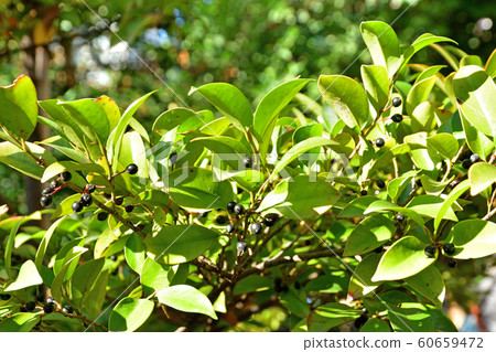 樹:Sakaki Camellia 樹:Sakaki Camellia 60659472