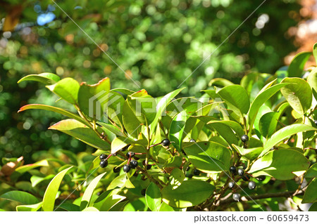 樹：Sakaki Camellia 60659473