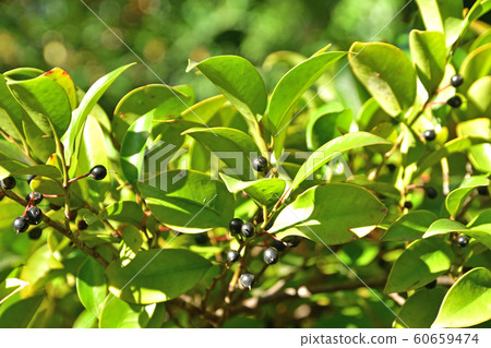 樹：Sakaki Camellia 60659474