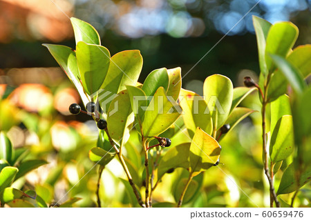 Tree: Sakaki Camellia 60659476