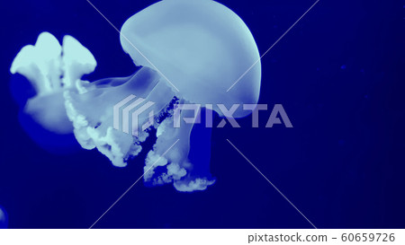 Colorful jellyfish in aquarium 60659726