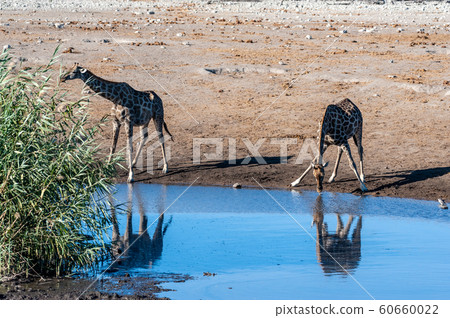 Giraffes in Etosha National Park 60660022