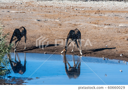 Giraffes in Etosha National Park 60660029