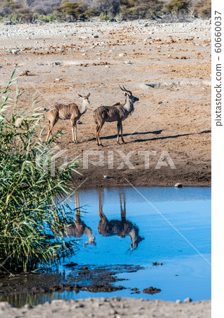 Kudu and Impalas near a waterhole in Etosha 60660037