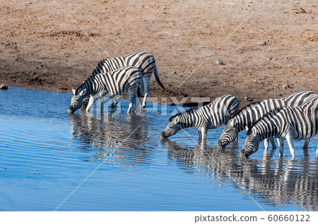 Zebras in Etosha National Park. 60660122