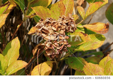 Withered hydrangea flower 60660856