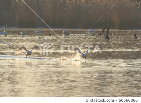 伊豆沼的早晨 伊豆沼的早晨 60660860