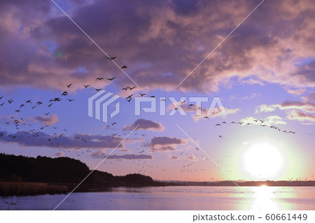 Morning of Izu-numa 60661449