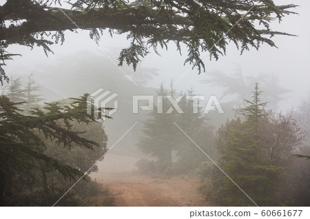 Cedar tree Cedar tree 60661677