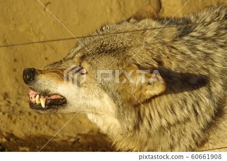 Threat of wolves 60661908