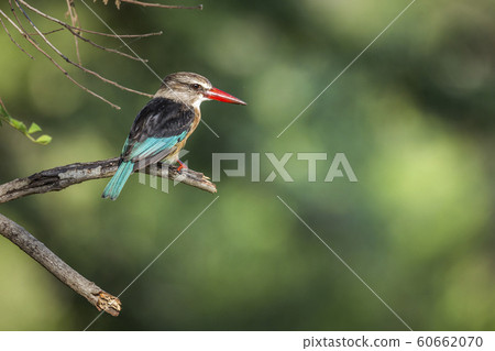Brown hooded Kingfisher in Kruger National park, 60662070