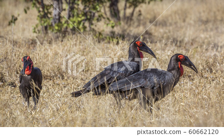Southern Ground Hornbill in Kruger National park, Southern Ground Hornbill in Kruger National park, 60662120