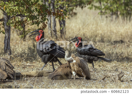 Southern Ground Hornbill in Kruger National park, Southern Ground Hornbill in Kruger National park, 60662123