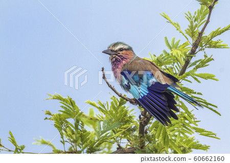 Lilac breasted roller in Kruger National park, 60662160
